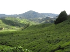 Cameron Highlands